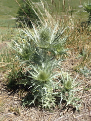Eryngium spinalba