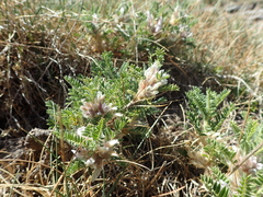 Astragalus sempervirens