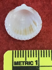 Tucetona