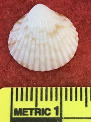 Tucetona