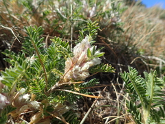 Astragalus sempervirens