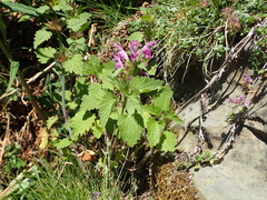Lamium garganicum