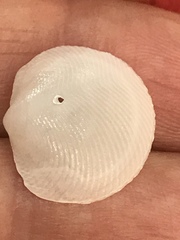 Divalinga quadrisulcata