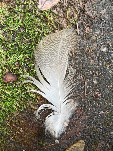 Plume de Ouette d'Égypte