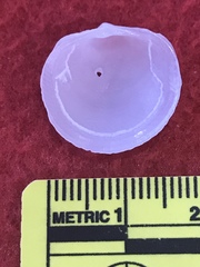 Divalinga quadrisulcata