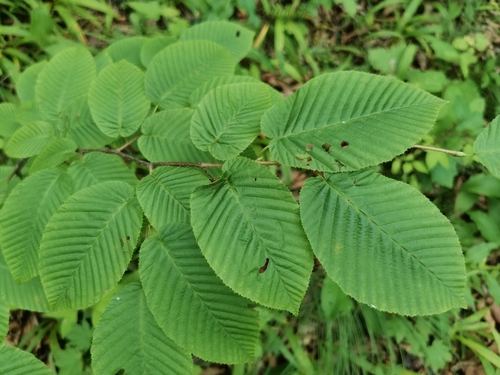 Image of Sawa Hornbeam (Carpinus cordata) by (c) Elena_Sherehora, some rights reserved (CC BY)