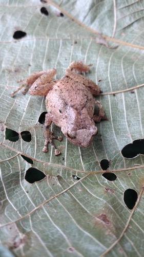 Cophixalus balbus, 2023-08-03