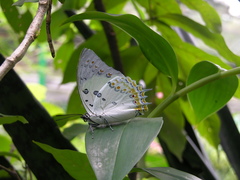 Polyura delphis