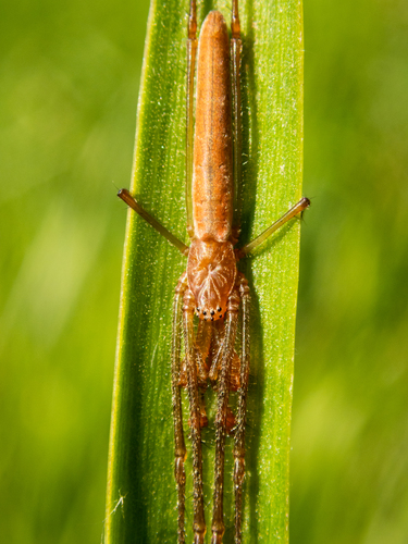 Tetragnatha shoshone