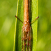 Tetragnatha shoshone - Photo 由 Марина Горбунова-Ëлкина 所上傳的 (c) Марина Горбунова-Ëлкина，保留部份權利CC BY-NC