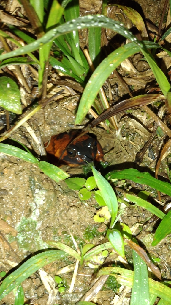 Maprik Callulops Frog