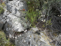 Pelargonium articulatum