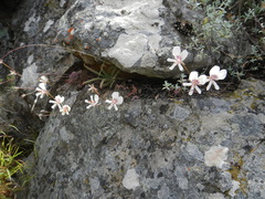 Pelargonium articulatum