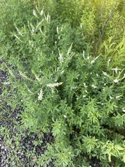 Melilotus albus image