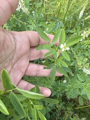 Melilotus albus image
