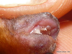 Pipistrellus nanulus