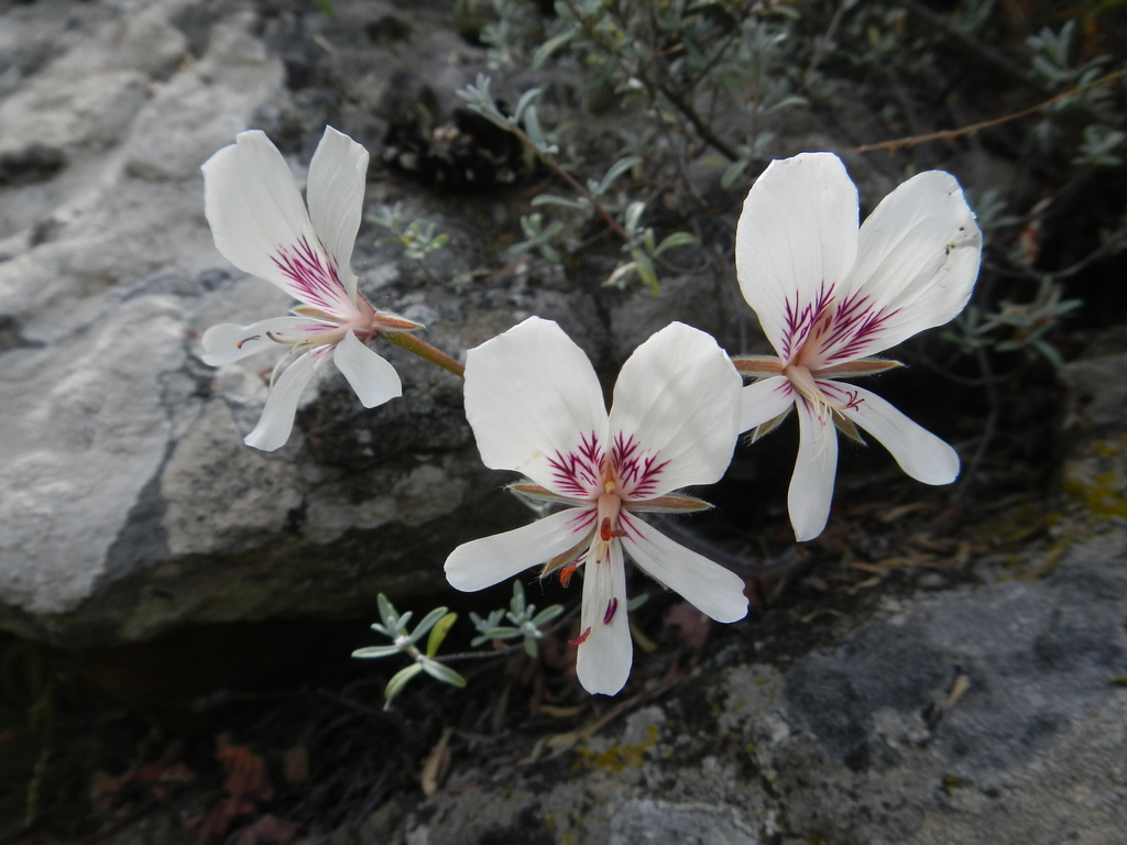 cliff pelargonium