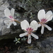 Cliff Pelargonium - Photo (c) kevinjolliffe, some rights reserved (CC BY-NC), uploaded by kevinjolliffe