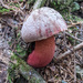 Boletus rhodocarpus - Photo (c) 白山　弘子, some rights reserved (CC BY-NC), uploaded by 白山　弘子