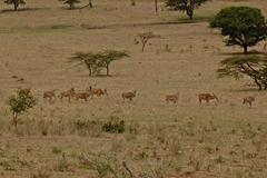 Tragelaphus oryx pattersonianus