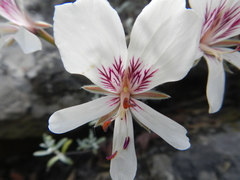 Pelargonium articulatum