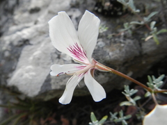 Pelargonium articulatum