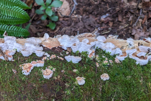 観察された菌類