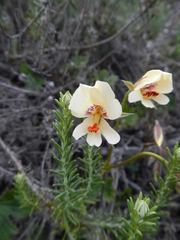 Pelargonium articulatum