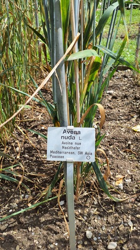 Avena nuda iNat (3)