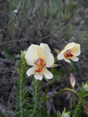 Pelargonium articulatum