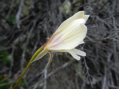 Pelargonium articulatum