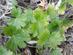 Pelargonium articulatum