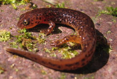 Cascade Torrent Salamander photo 2