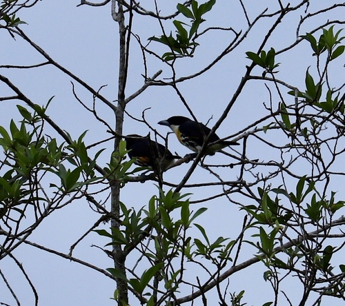 Capito maculicoronatus