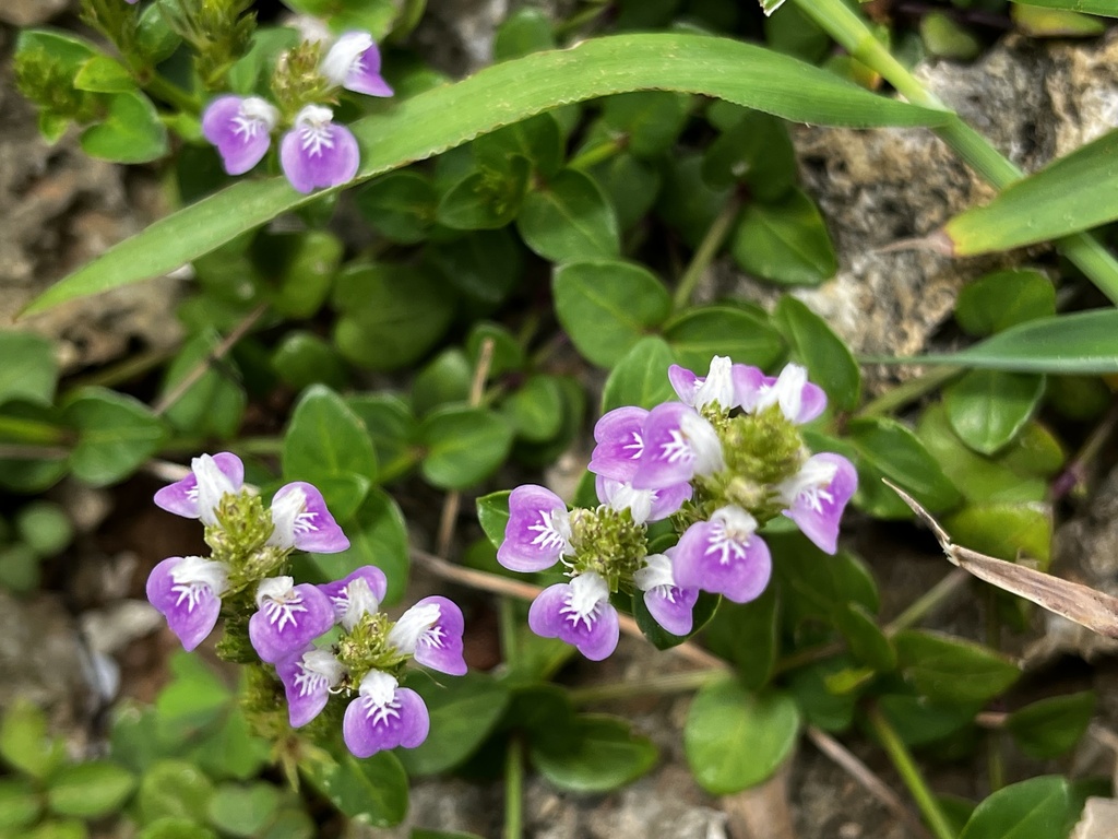 Rostellularia hayatae; photograph 黃美滿, CC BY, iNaturalist via GBIF