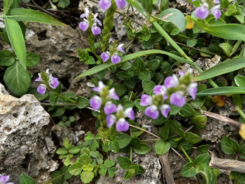 Rostellularia hayatae, photograph 1