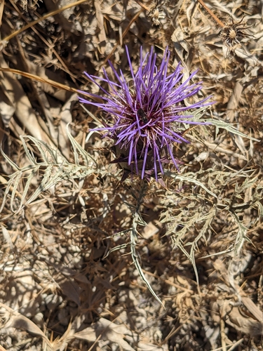 Cynara cardunculus