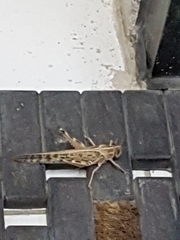 Schistocerca gregaria