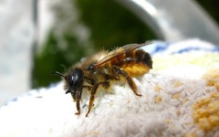 Osmia bicornis