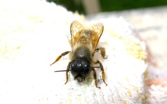 Osmia bicornis