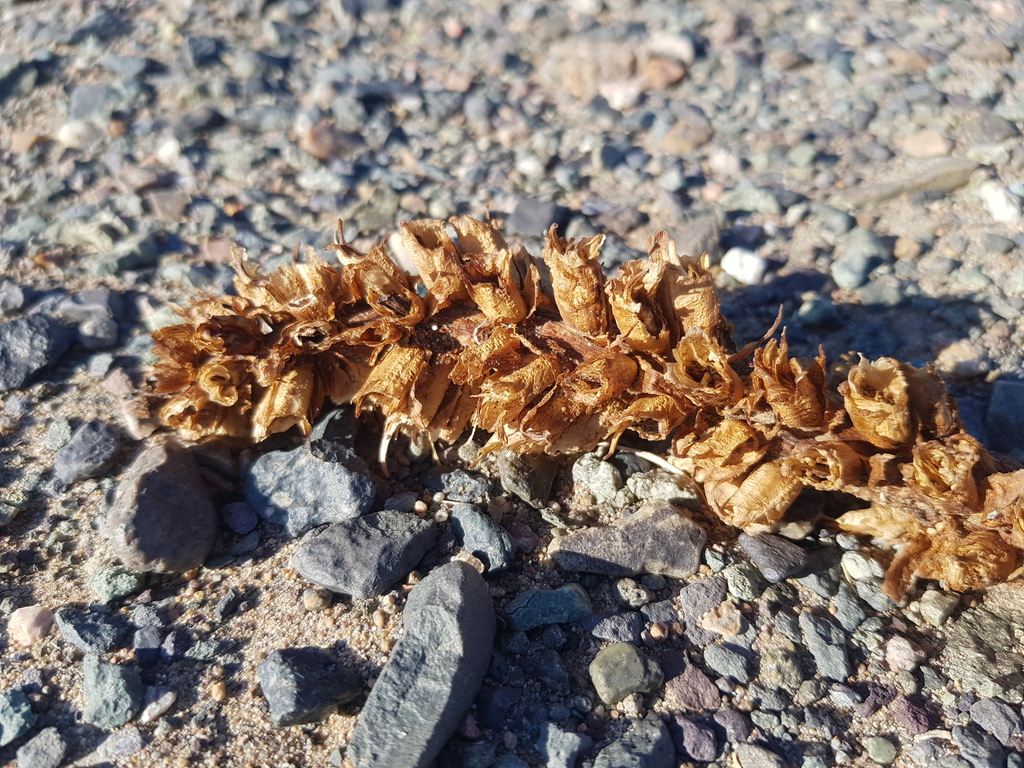 Cistanche deserticola; photograph (c) Urgamal Magsar, some rights reserved (CC BY)