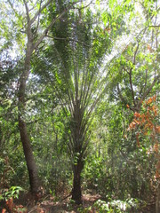Elaeis guineensis
