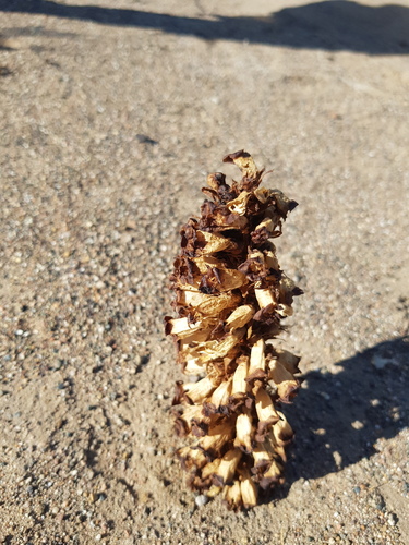 Cistanche deserticola, photograph 6