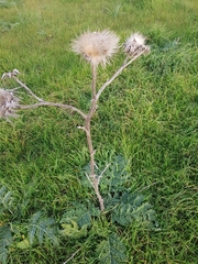Cynara syriaca