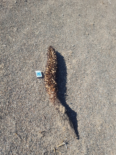 Cistanche deserticola, photograph 3
