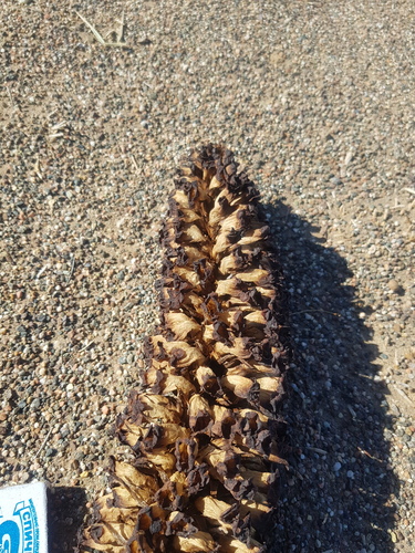 Cistanche deserticola, photograph 4