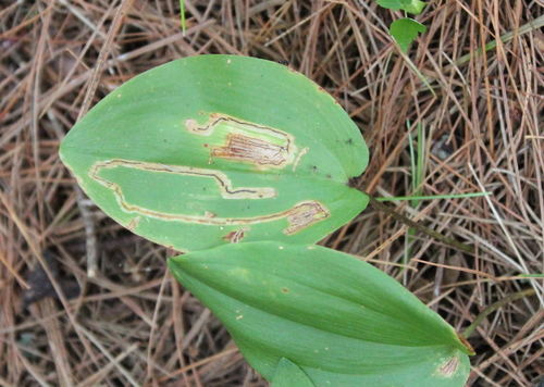 Liriomyza smilacinae photo 2