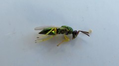 Mesopolobus sericeus