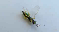 Mesopolobus sericeus