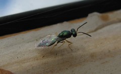 Mesopolobus sericeus